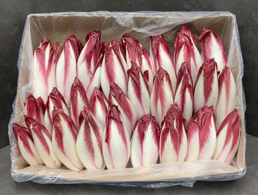 Chicory Red ~1kg