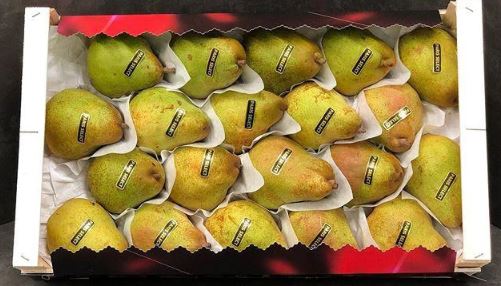 Pear Comice 1kg France