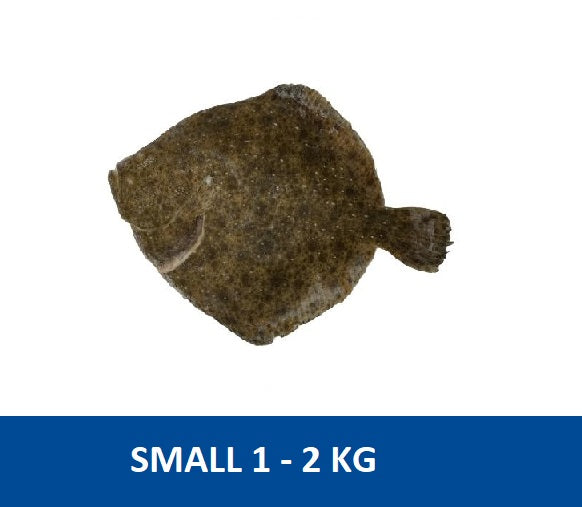 Turbot (Small) 1 to 2kg IQF/Frozen