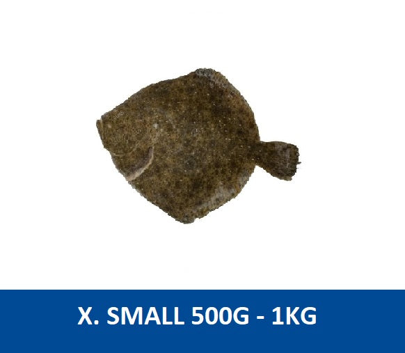 Turbot (X. Small) 500g to 1000g IQF/Frozen