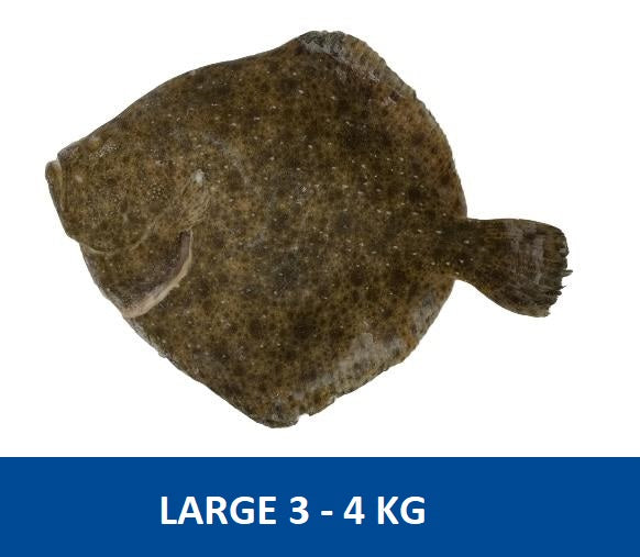 Turbot (Large) 3 to 4kg+ IQF/Frozen